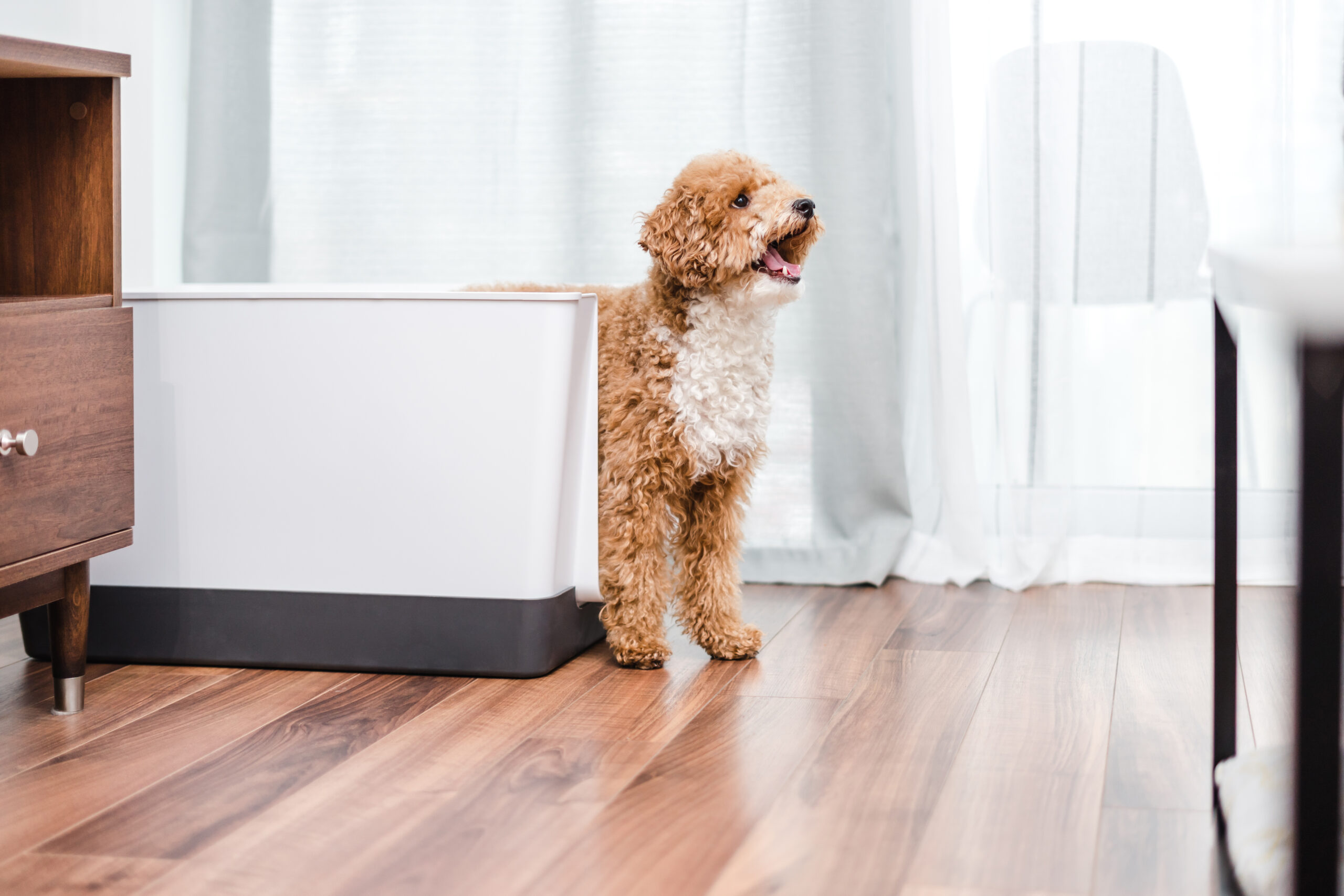 DoggyBathroom x Keith Haring — Indoor Dog Toilet